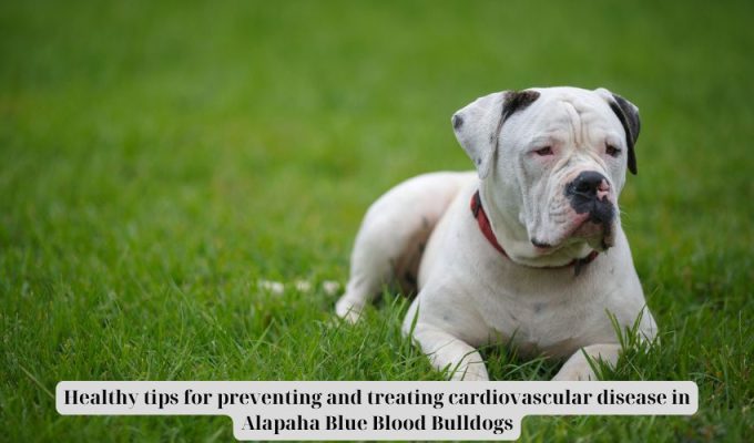 Wholesome ideas for stopping and treating heart problems in Alapaha Blue Blood Bulldogs Wholesome ideas for stopping and treating heart problems in Alapaha Blue Blood Bulldogs