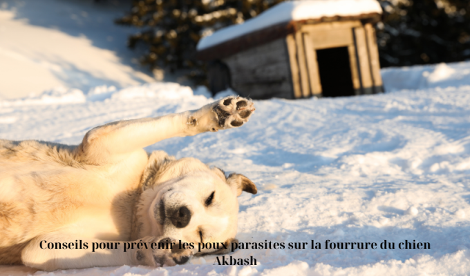 Conseils pour prévenir les poux parasites sur la fourrure du chien Akbash