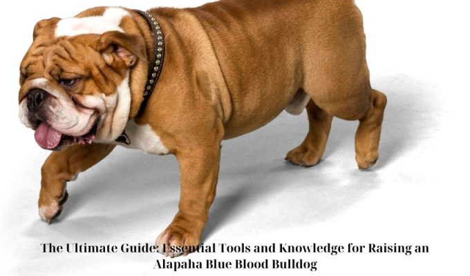The Final Information: Important Instruments and Data for Elevating an Alapaha Blue Blood Bulldog The Final Information: Important Instruments and Data for Elevating an Alapaha Blue Blood Bulldog