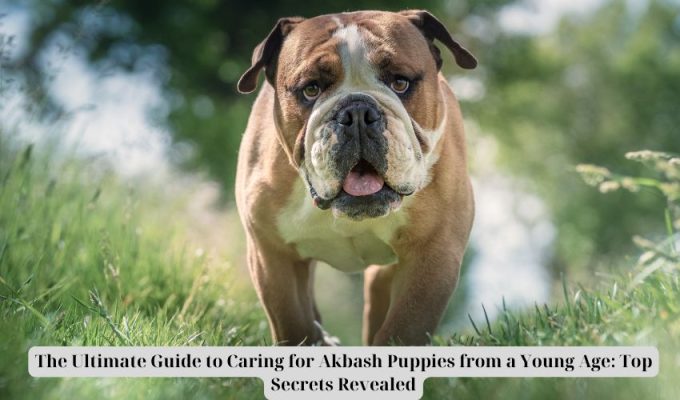 The Final Information to Caring for Akbash Puppies from a Younger Age: High Secrets and techniques Revealed The Final Information to Caring for Akbash Puppies from a Younger Age: High Secrets and techniques Revealed