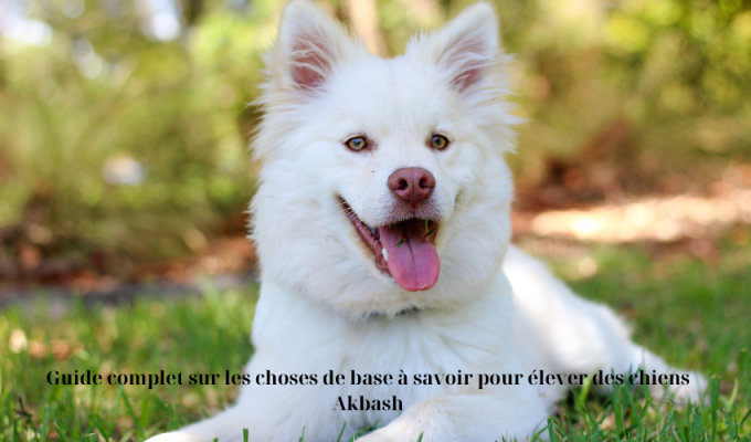 Guide complet sur les choses de base à savoir pour élever des chiens Akbash