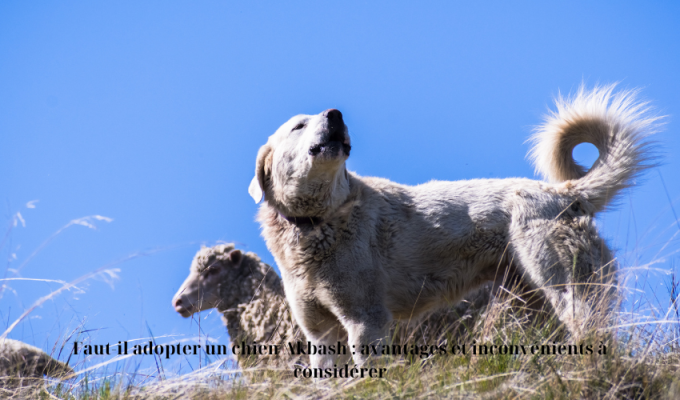 Faut-il adopter un chien Akbash : avantages et inconvénients à considérer