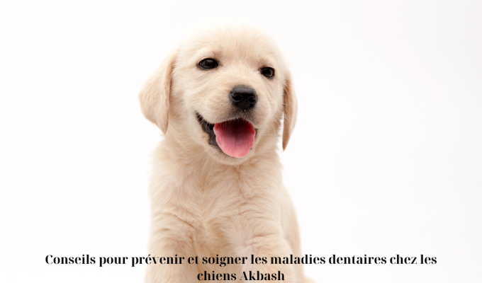 Conseils pour prévenir et soigner les maladies dentaires chez les chiens Akbash