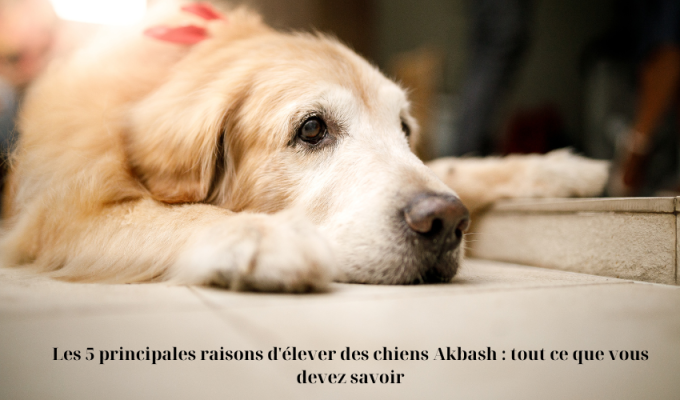 Les 5 principales raisons d’élever des chiens Akbash : tout ce que vous devez savoir