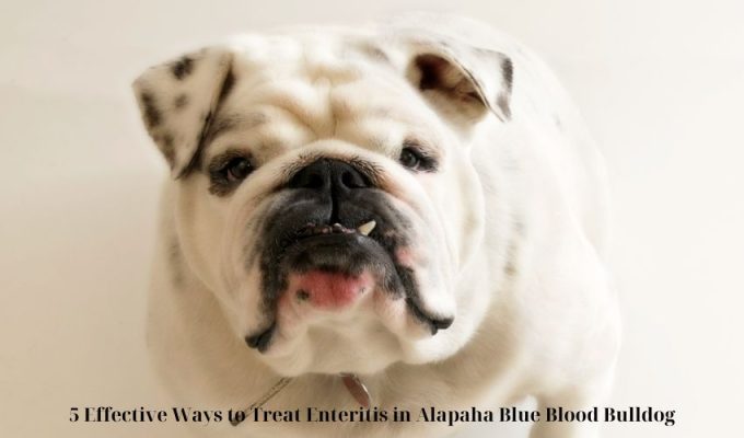 5 Efficient Methods to Deal with Enteritis in Alapaha Blue Blood Bulldog 5 Efficient Methods to Deal with Enteritis in Alapaha Blue Blood Bulldog