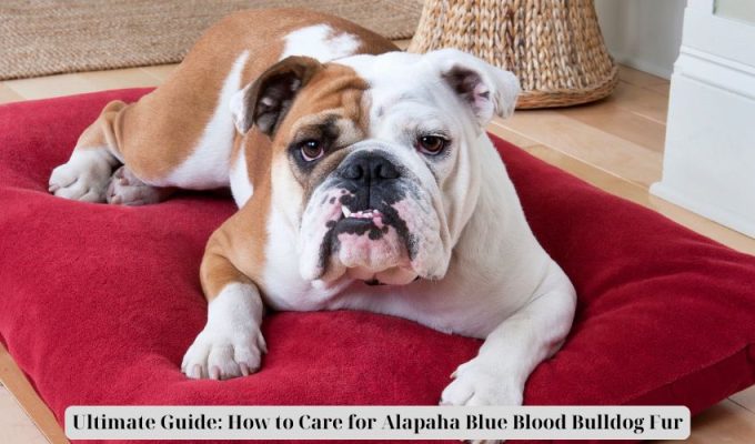 Final Information: The way to Take care of Alapaha Blue Blood Bulldog Fur
