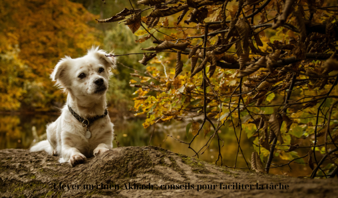 Élever un chien Akbash : conseils pour faciliter la tâche