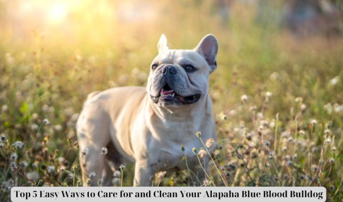 High 5 Straightforward Methods to Look after and Clear Your Alapaha Blue Blood Bulldog High 5 Straightforward Methods to Look after and Clear Your Alapaha Blue Blood Bulldog