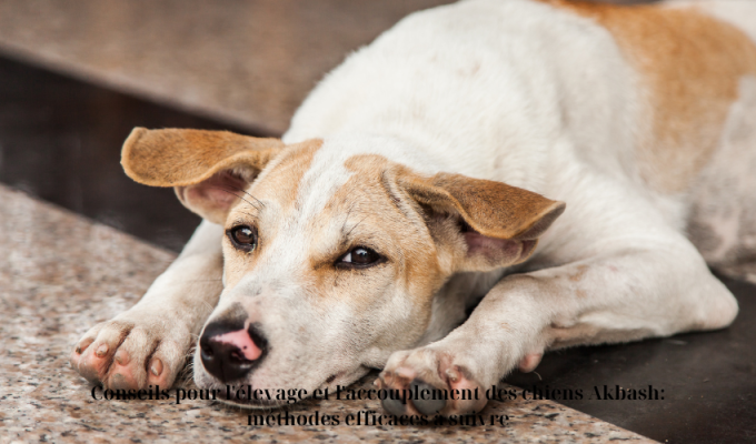 Conseils pour l’élevage et l’accouplement des chiens Akbash: méthodes efficaces à suivre