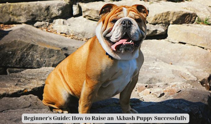 Newbie’s Information: The way to Increase an Akbash Pet Efficiently Newbie’s Information: The way to Increase an Akbash Pet Efficiently
