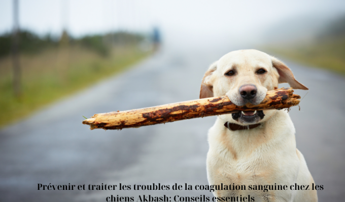 Prévenir et traiter les troubles de la coagulation sanguine chez les chiens Akbash: Conseils essentiels