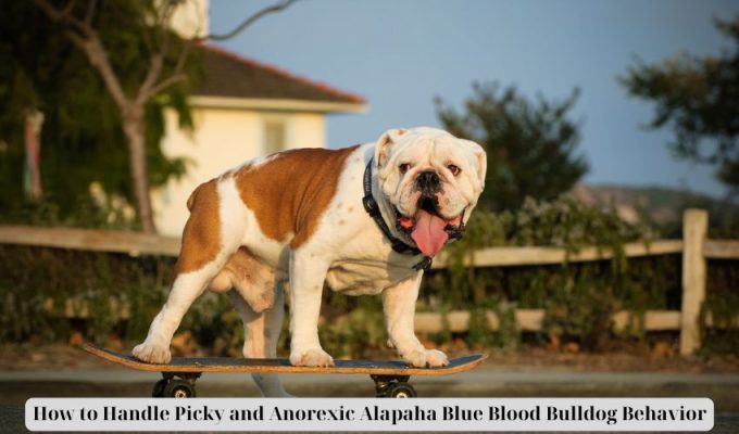 How one can Deal with Choosy and Anorexic Alapaha Blue Blood Bulldog Conduct How one can Deal with Choosy and Anorexic Alapaha Blue Blood Bulldog Conduct