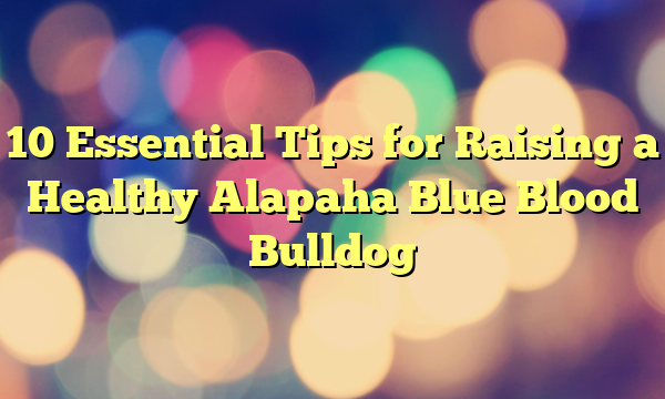 10 Important Suggestions for Elevating a Wholesome Alapaha Blue Blood Bulldog