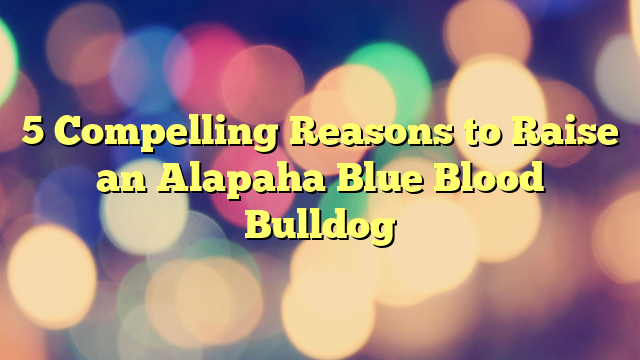 5 Compelling Causes to Elevate an Alapaha Blue Blood Bulldog