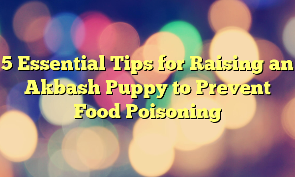 5 Important Suggestions for Elevating an Akbash Pet to Stop Meals Poisoning