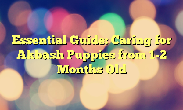 Important Information: Caring for Akbash Puppies from 1-2 Months Previous