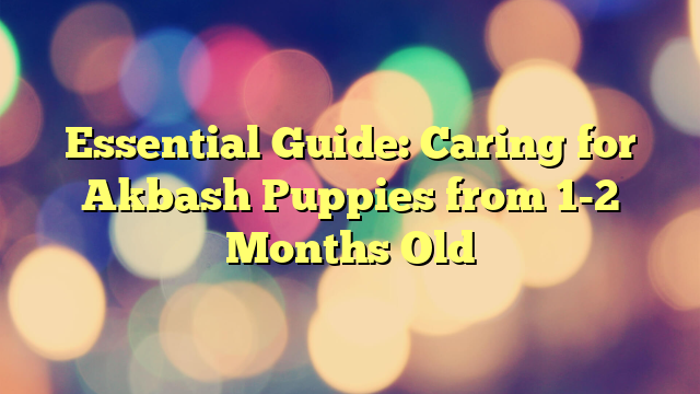 Important Information: Caring for Akbash Puppies from 1-2 Months Previous