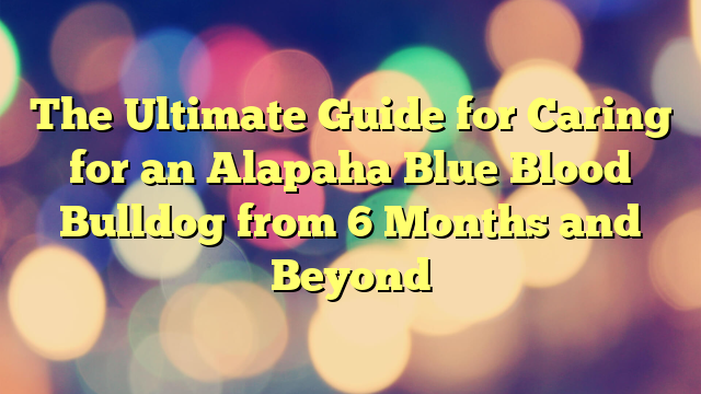 The Final Information for Caring for an Alapaha Blue Blood Bulldog from 6 Months and Past
